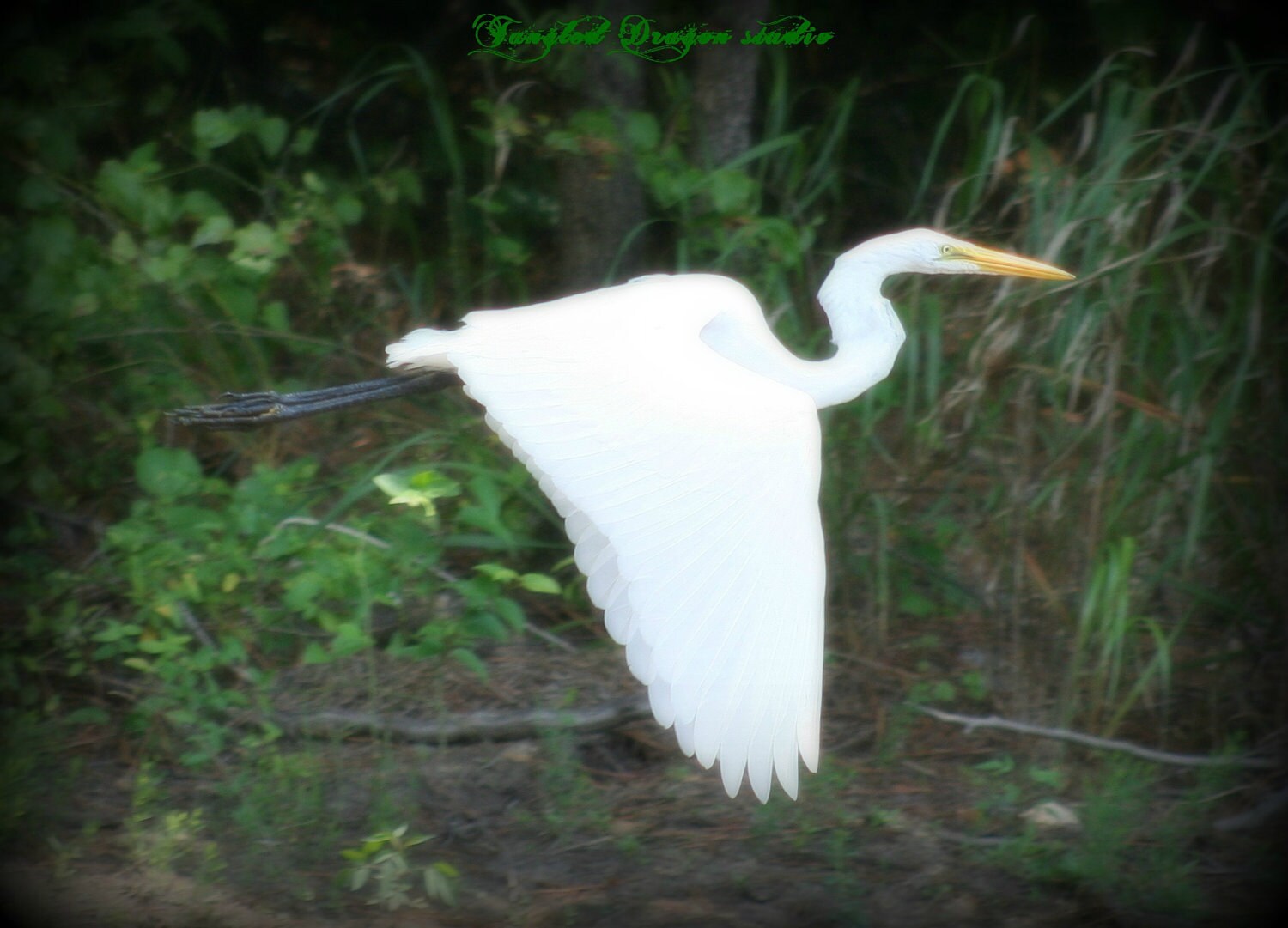 white crane pictures