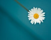 Original Photography Print, Daisy Flower Macro, Wall Decor , Minimalistic Teal Blue White Yellow 8x10 or 8x12, School teacher gift