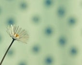 Daisy Flower Photography, Macro Minimalistic Photography Print  8x10 or 8x12