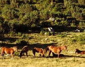 Fine Art Photography, Wild Mountain Horses Photograph, Canvas or Photo Paper Print 8x10 or 8x12