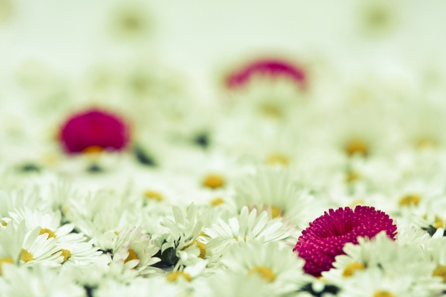 Fine art photography, Flower photography, Daisies Macro Photo Fine Art Print, pink white yellow 8x10 or 8x12, wedding