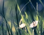 Fine Art Photography, Nature Photography, Flower photo, Daisy green grass print Canvas or Photo Paper 8x12, emerald green blue
