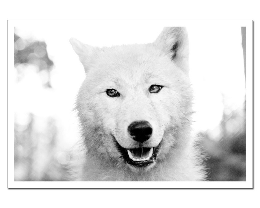 Wildlife Photography, Arctic Wolf Photograph, Polar Wolf, Black and White Photograph 8x10 or 8x12, titanium, halloween
