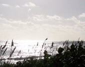 Fine Art Photography Sea Oats and the Ocean - photography