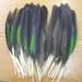 Naturally Shed - Cruelty Free - Lot of 50 Amazon Parrot Primary Wing Pointers Feathers E-5
