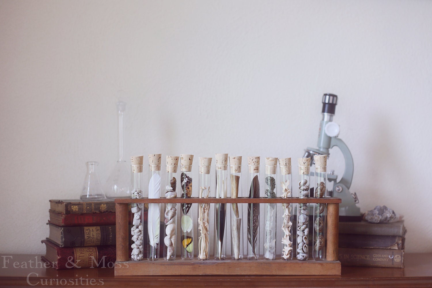 Natural history curiosity collection. Vintage test tube rack. Fossils, feathers, seashells, bones, butterfly wings.