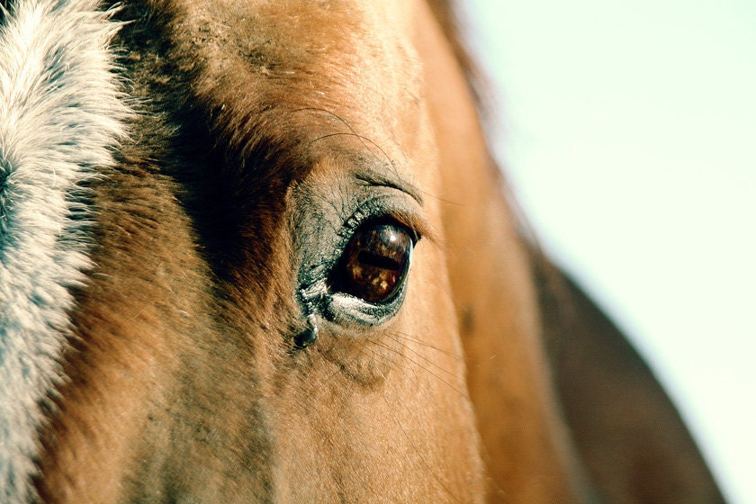 Horse Photography, Animal Art, Close Up, Horse Eye, Equestrian Photography 5 x 7 Fine Art Photograph