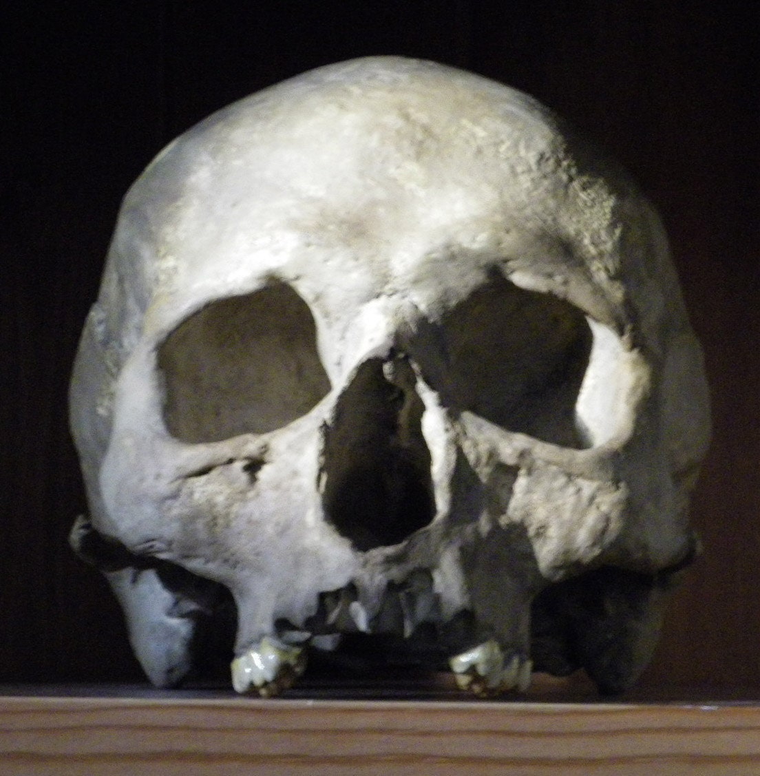 Skull Replica