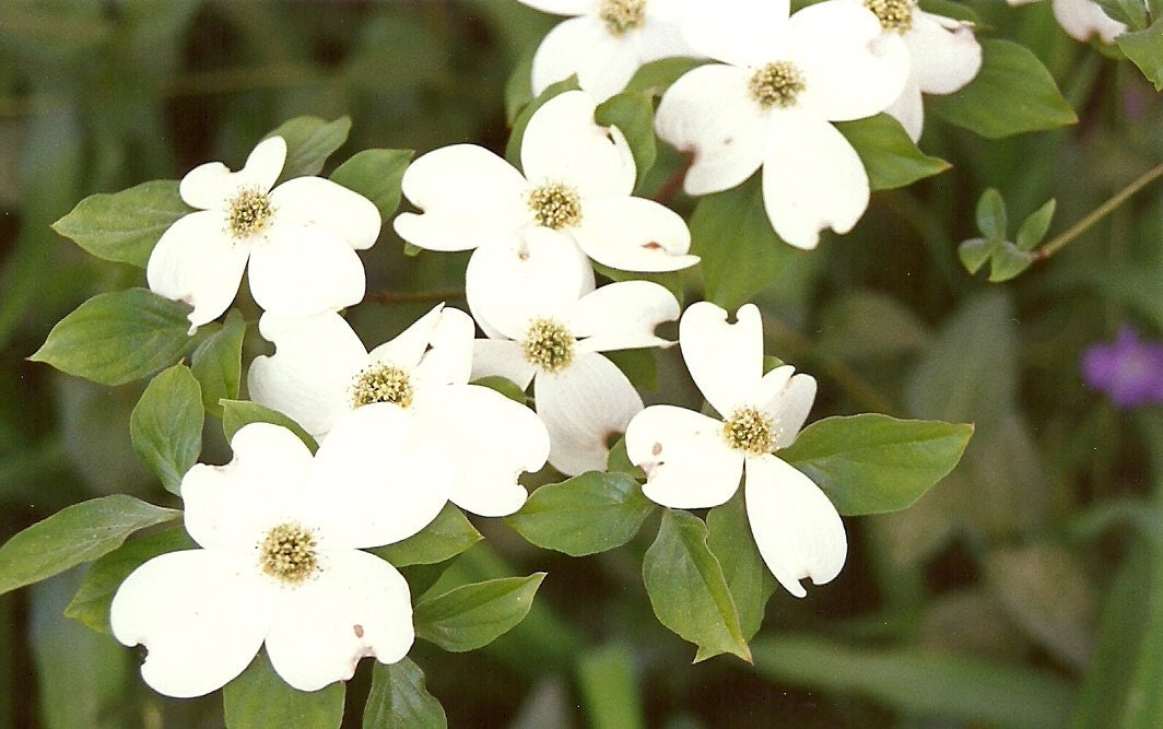 White Dogwood Blossoms, Atlanta, Georgia - 8 x 10