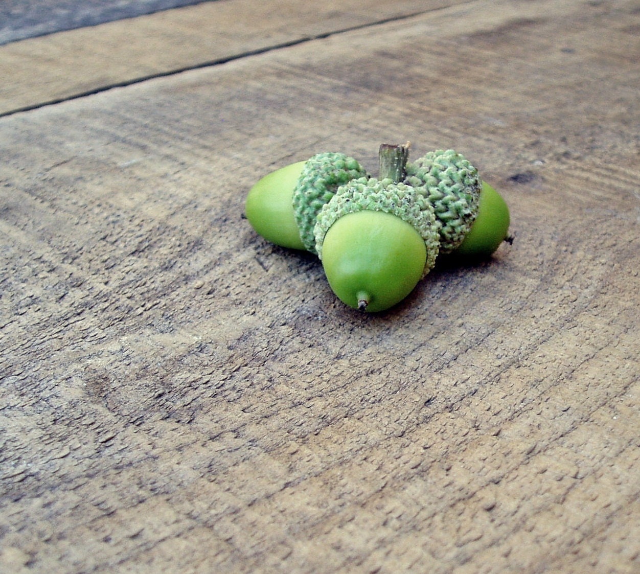 Acorns Green Photo 5x5 Signed Print Wall art Nature Photography Rustic - 132Photography