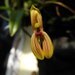Orchid- Mormorlyca ringen- live plant