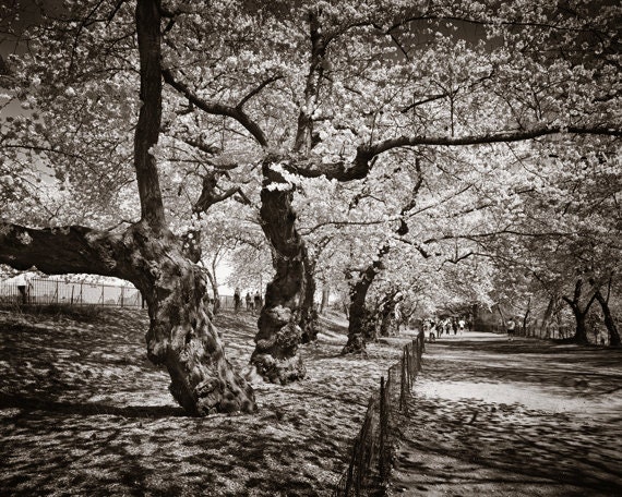 Cherry Blossoms 1 Central Park