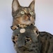 Furry Cheetah Collar by FiercePetFashion
