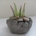 Rock garden for your home or office by Rotd Creations