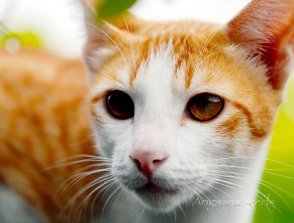 Cat Portrait, Macro, nursery, Nursery decor, Golden yellow, 6x8 photo, Kitten, Pet photography, Feline