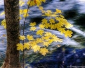 Leaves in fall colors with flowing water background