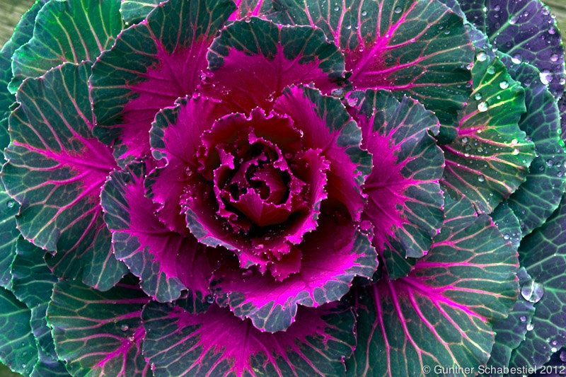 Purple Kale Flower Closeup macro Photography by GuntherScha