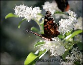 Matted Print Set - Photography - "Alight" Butterfly Set - Four 8x10 prints
