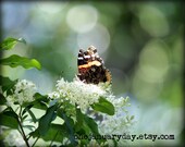 Butterfly Photograph, Spring, Floral - Alight 1 (8x10)