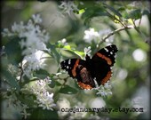 Butterfly Photograph, Spring, Floral - Alight 3 (8x10)