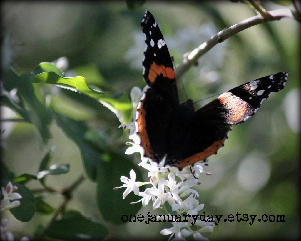 Butterfly Photograph, Spring, Floral - Alight 4 (8x10)