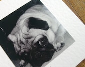 Pug card - Black & White Pug Dog