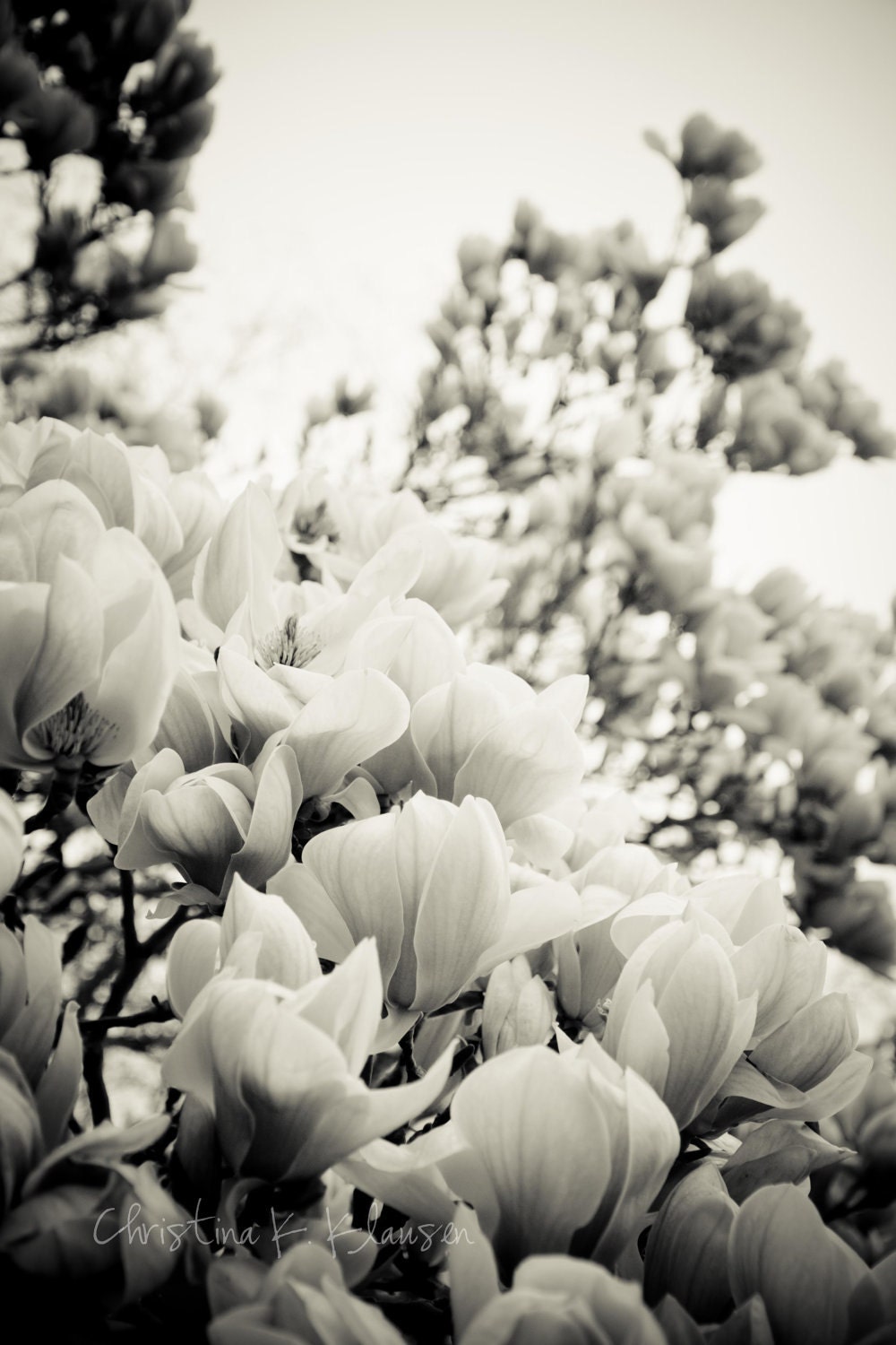 Black and White Magnolia Tree Photograph.  Nature Photography. Flower. Mother's Day. Spring. Home Decor. Fine Art Photography 10x15  123Team - cklausen