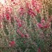 Flower Photo Hot Pink Spring - 8x10 Fine Art Photograph bright red Green floral flowers decor garden