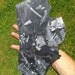 Pteridomania- 300 million year old Fern Fossils from Pennsylvania
