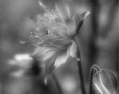 Coloumbine flower photography, floral photography, garden, nature, black and white photography - WiMDesigns