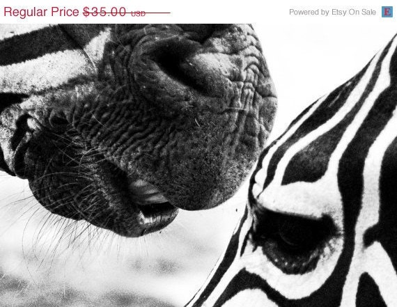 Promises Fine Art 5x7nch zebra black and white animal stripes faces