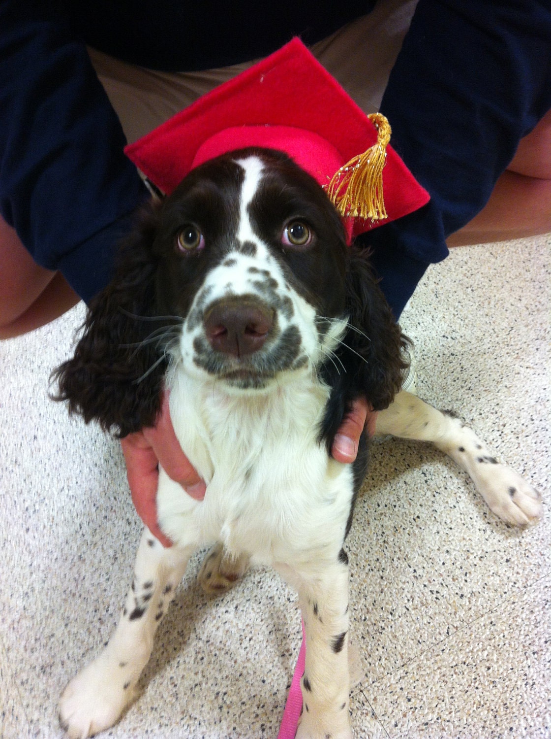 Dog Graduation Hat Costume