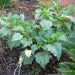 seeds for  Creamy yellow double Datura bush
