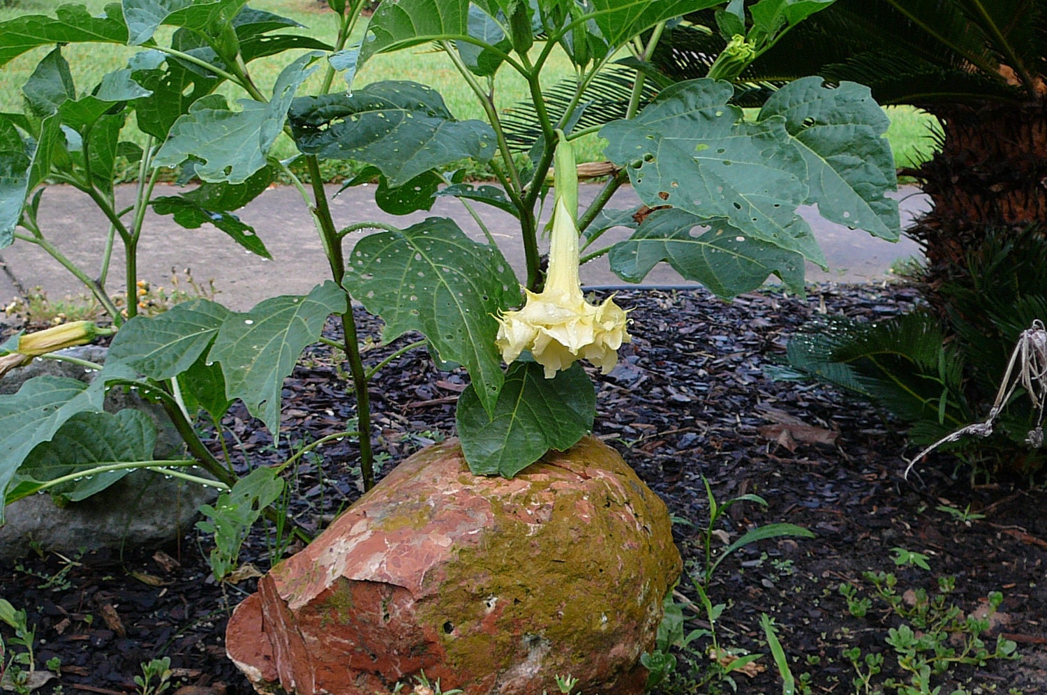 seeds for  Creamy yellow double Datura bush