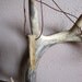 deer antler horn tip jewelry: deer bone necklace