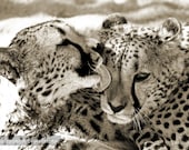 Cheetah Love - Fine Art Photograph, 8x12 (A4)