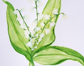 Watercolour  Lily of the Valley