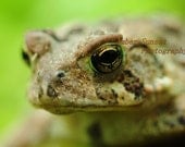 A Toad's Eye View Fine Art Print 5x7 Nature - Frog Prince Green Woodlands North American New England Eye - michaelpurcell