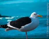 Deeply Blue Seagull print 8x12