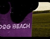 Dog Beach Purple and Yellow photo 8x12 print