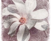 White magnolia flower photo home decor spring fine art, 10x10" print