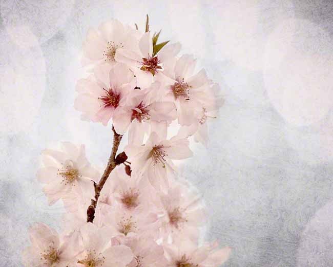 White blossoms spring photo cherry home decor pink 8x10" print