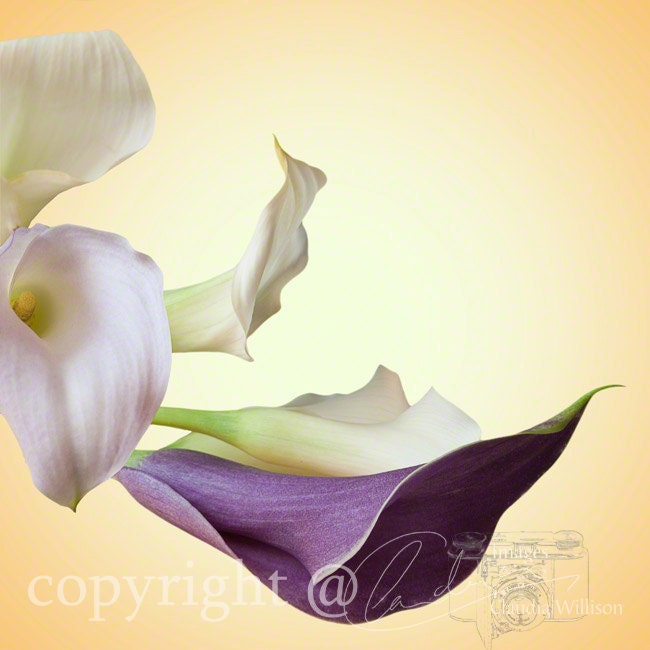 Flower Photo, calla lily photo, purple white yellow, 5x5" print