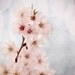 White blossoms spring photo cherry home decor pink 8x10" print