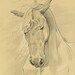 Strong Horse