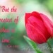 Valentine's Day- Flower photography-The Greatest of These is Love- close-up of red tulip bud with Scripture