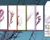 SeaweedArt Greeting Cards Pleasure Point  Assortment