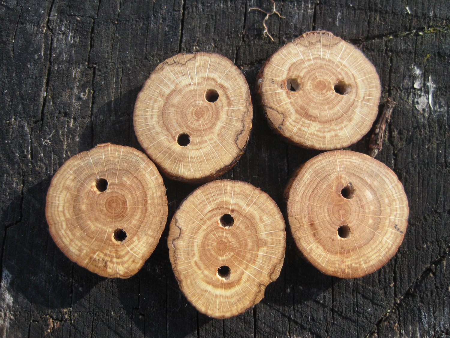 White Oak Wooden Tree Branch Buttons for Knitting, Crochet, or other Craft Projects (Set of 5)
