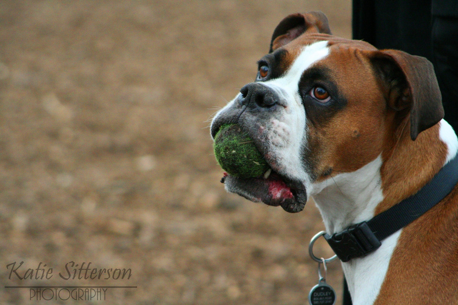 Dog Photo, Boxer Puppy Animal Photo Art, 8x10, Frame Option