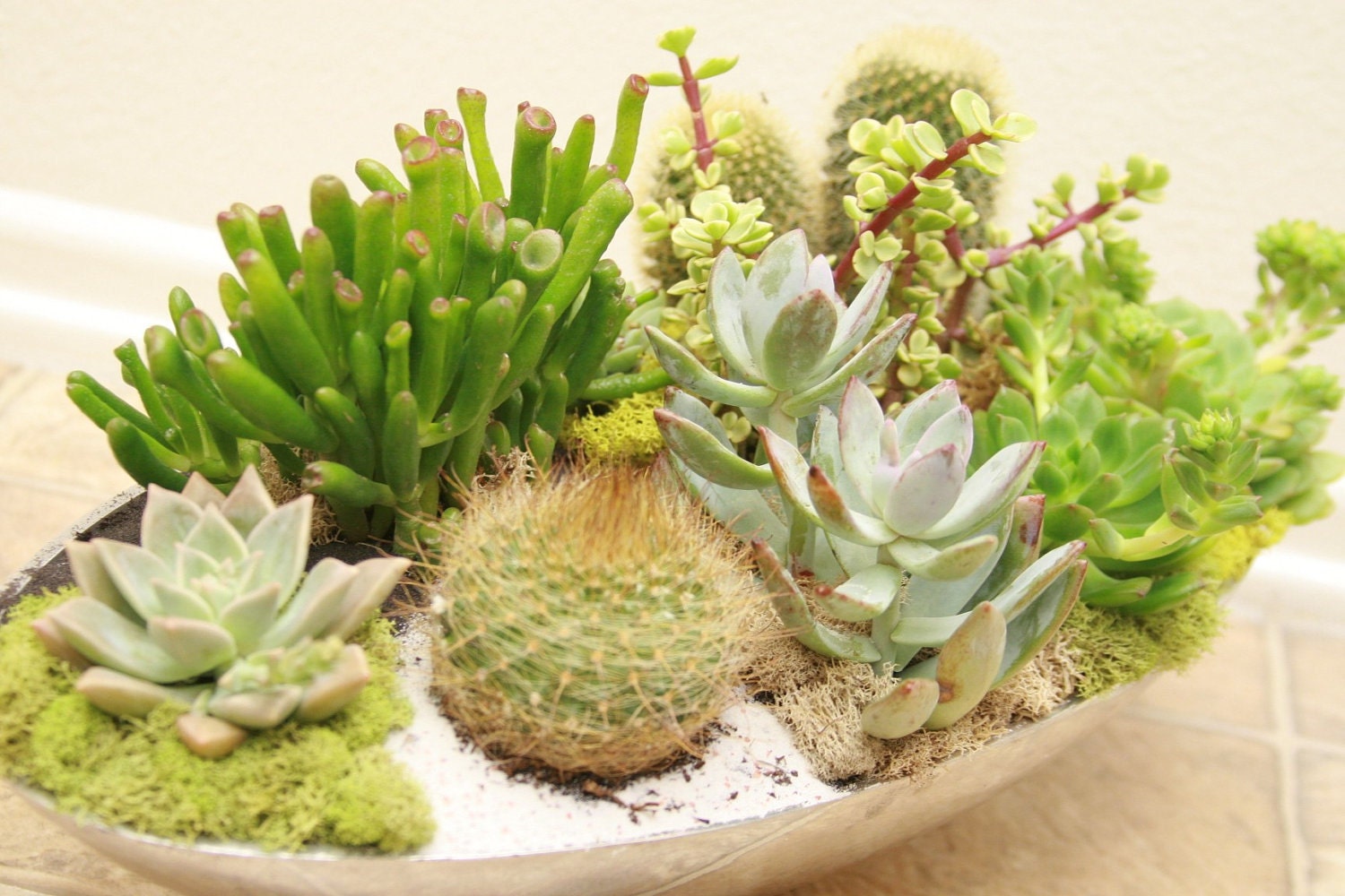 Another World Succulent Centerpiece